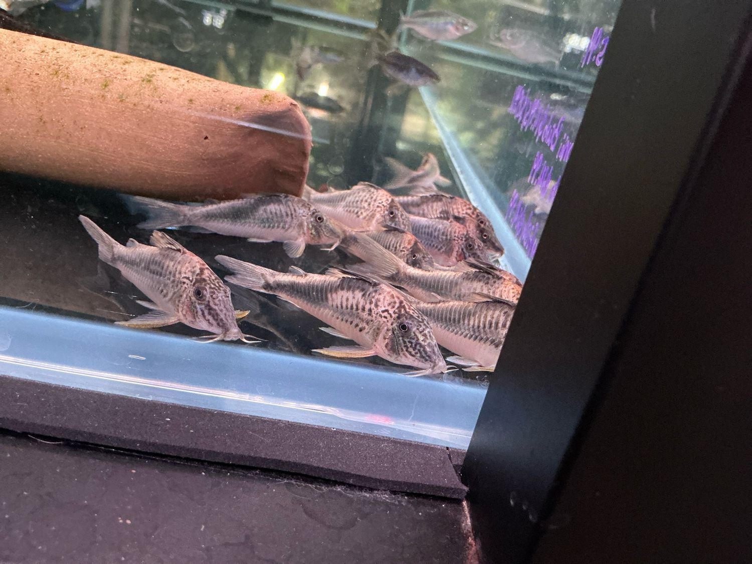 Peru Black Cory (Corydoras semiaquilus)