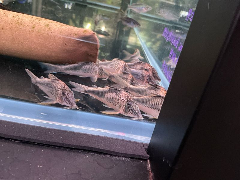 Peru Black Cory (Corydoras semiaquilus)