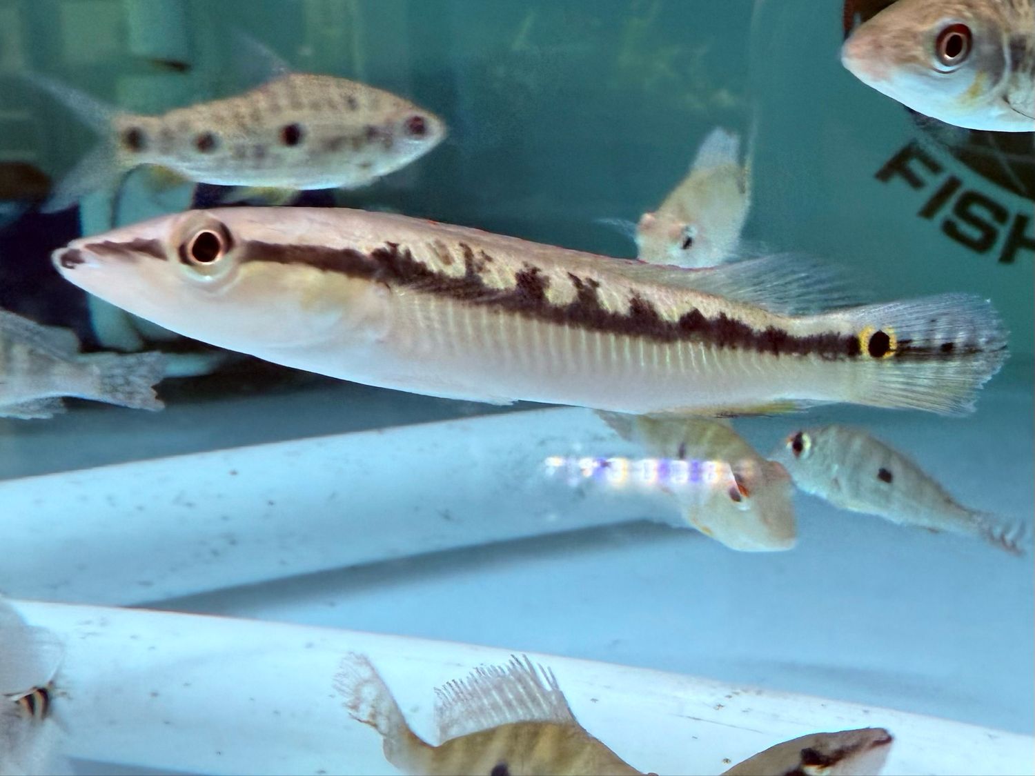 Pike Piranha ( Serrasalmus elongatus)