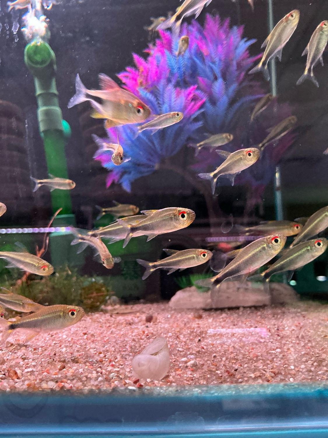 Purple Rio Meta Tetra (Hyphessobrycon metae)