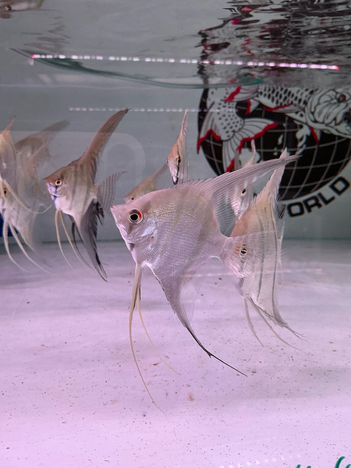 Wild Amazon Angelfish (Pterophyllum scalare)