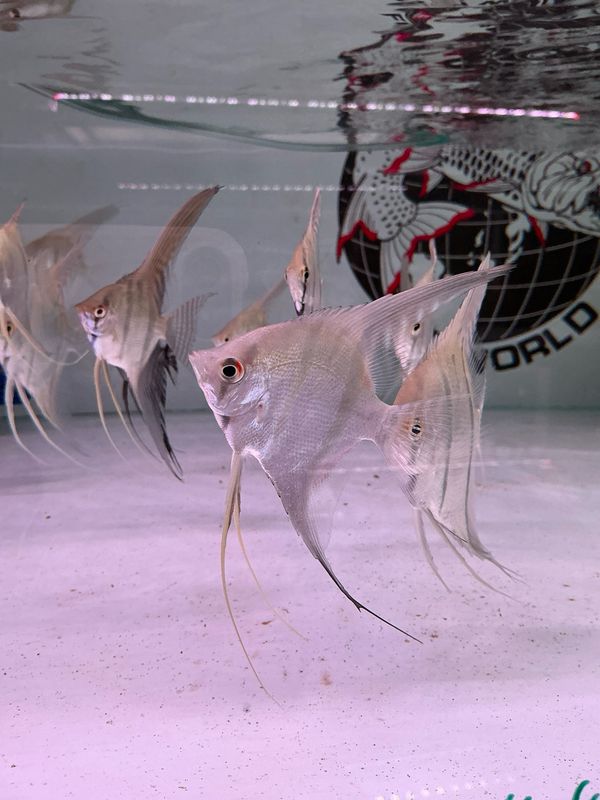 Wild Amazon Angelfish (Pterophyllum scalare)