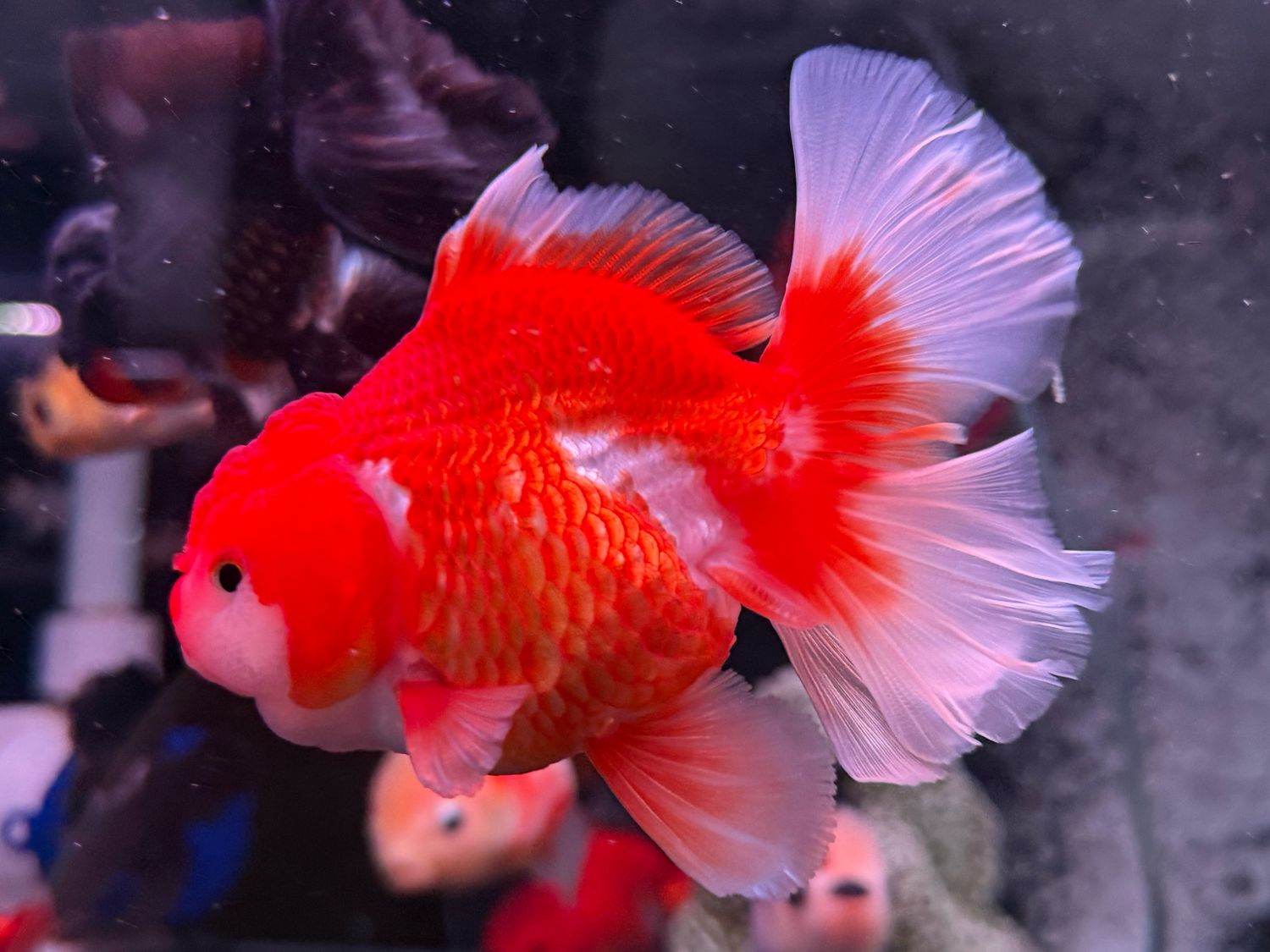 &quot;General&quot; Thai Oranda Goldfish Grade AAA