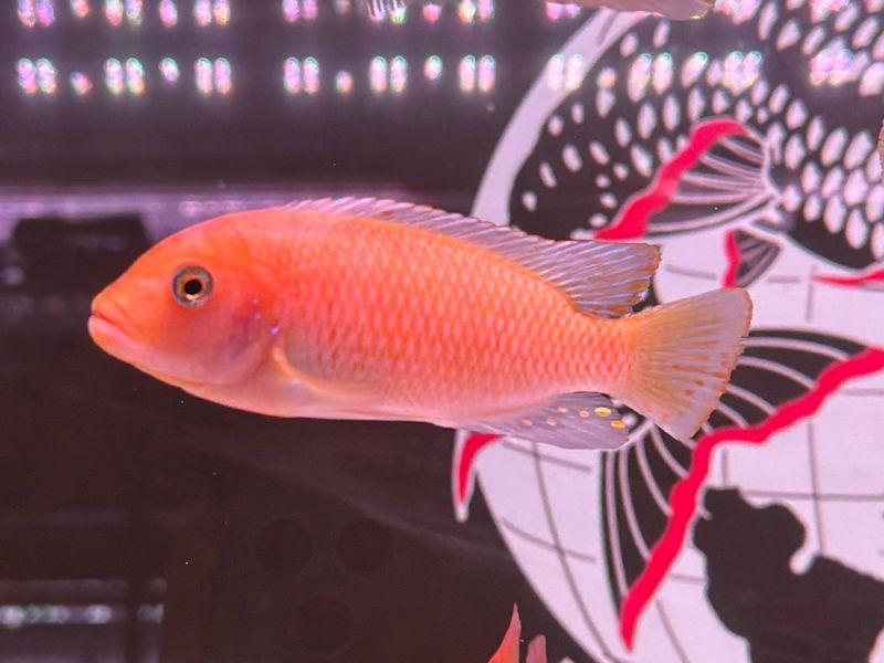 Red Zebra Cichlid