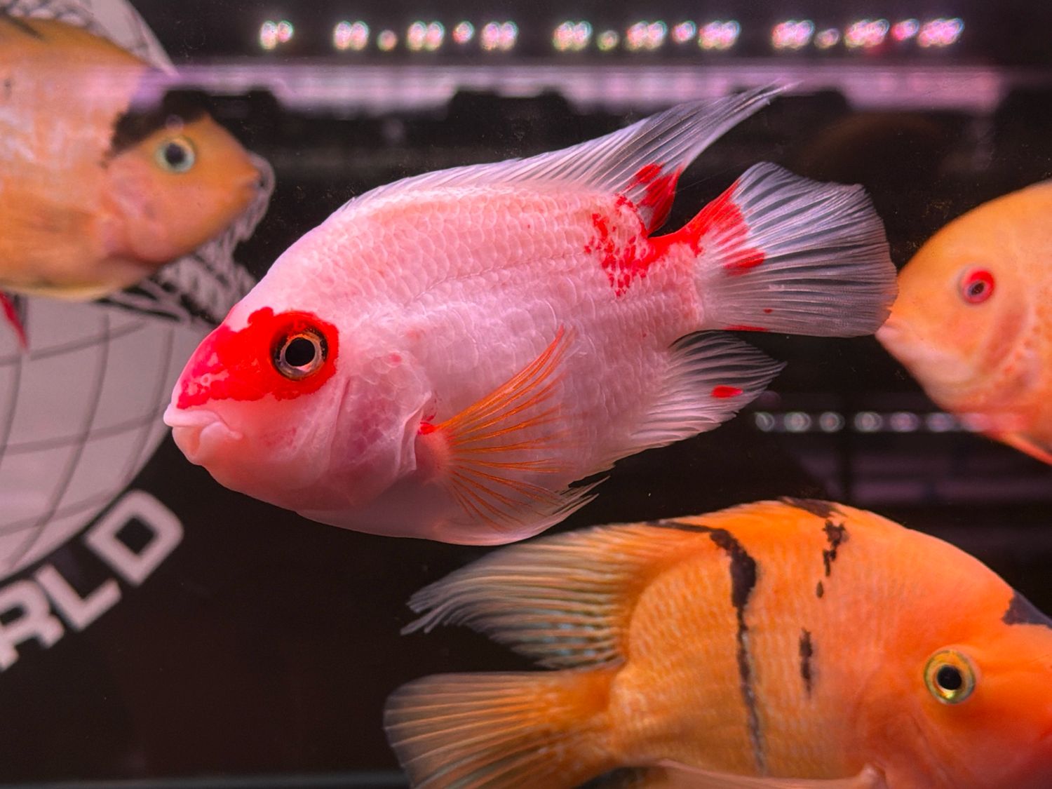 Khaki Parrot (red &amp; white)