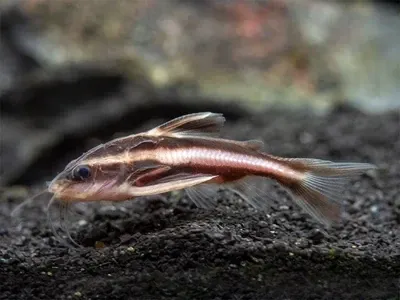Striped Raphael Catfish