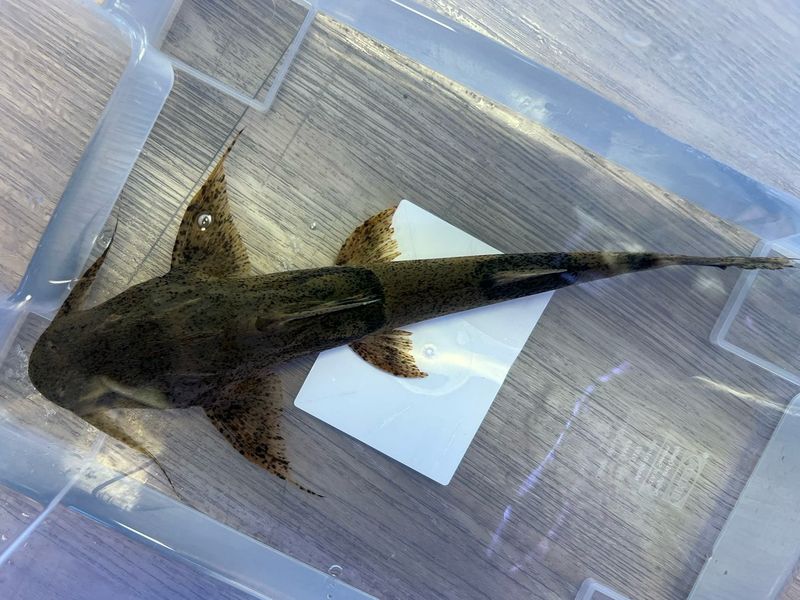 Goonch Catfish
