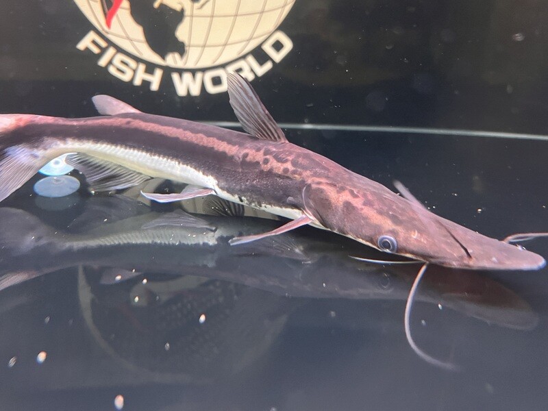 Lima Shovelnose Catfish