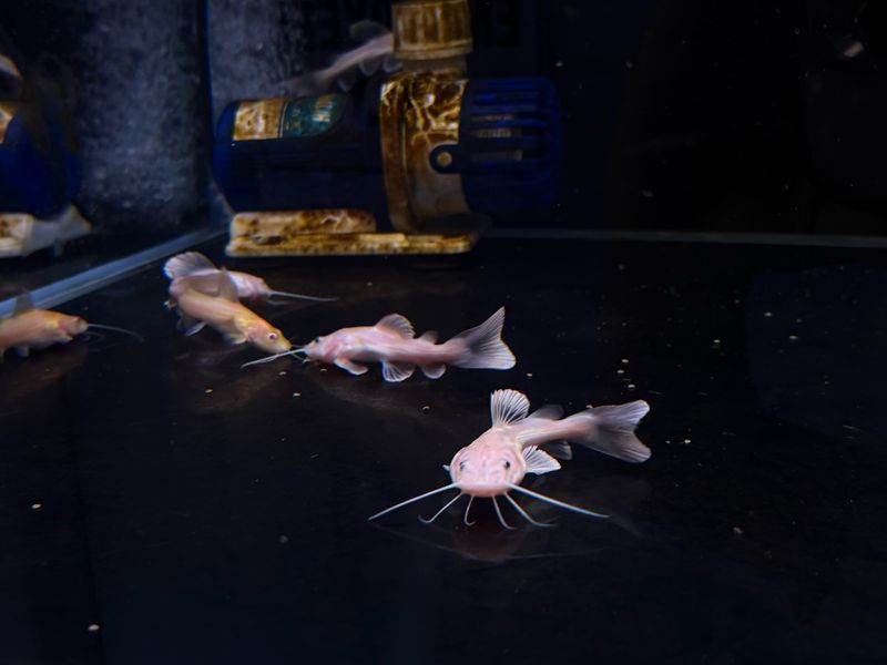 Phantom Redtail Catfish