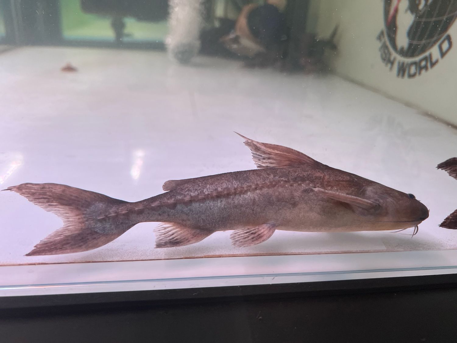 Granulated Catfish