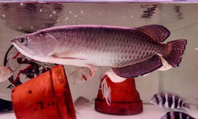 Jardini Arowana