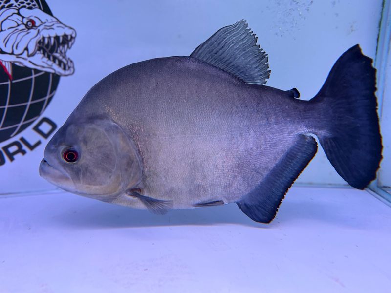 Peru Black piranha