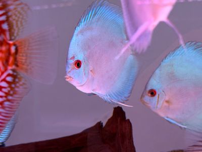 Blue Diamond Discus