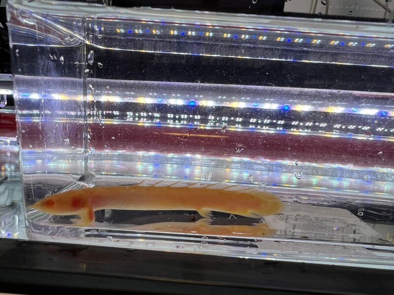 Albino Senegal Bichir