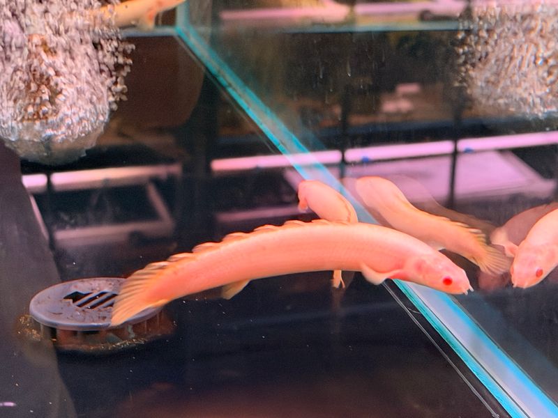 Albino Senegal Bichir