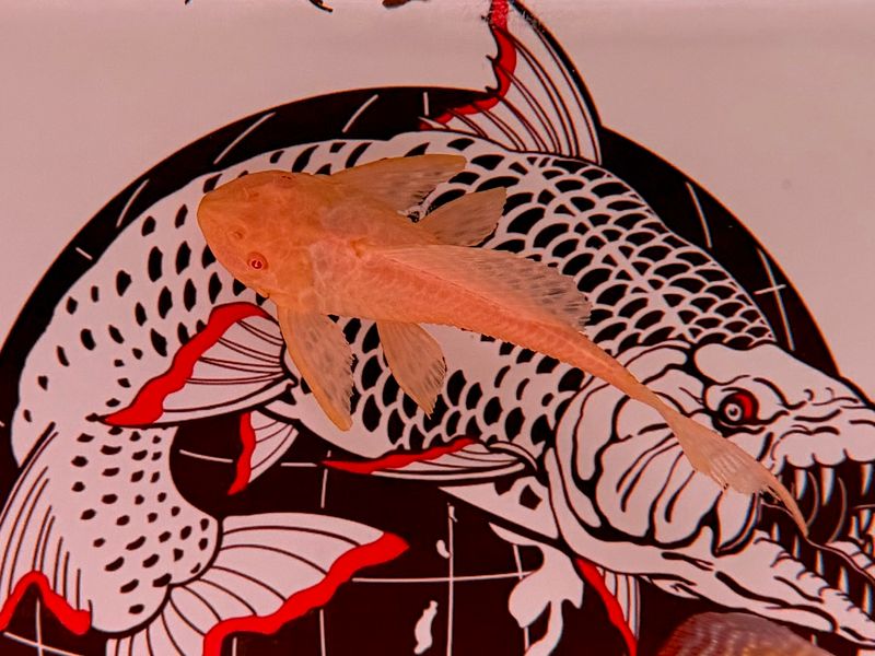 Albino Gibbceps Sail Fin Pleco