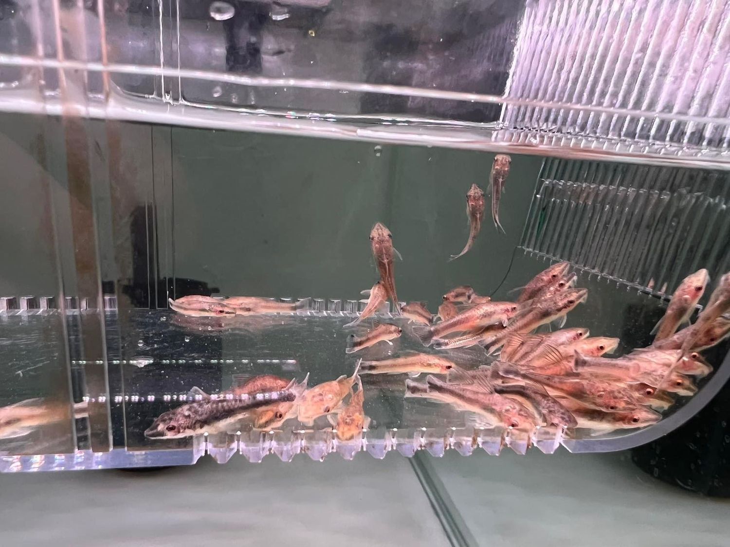 Otocinclus Catfish