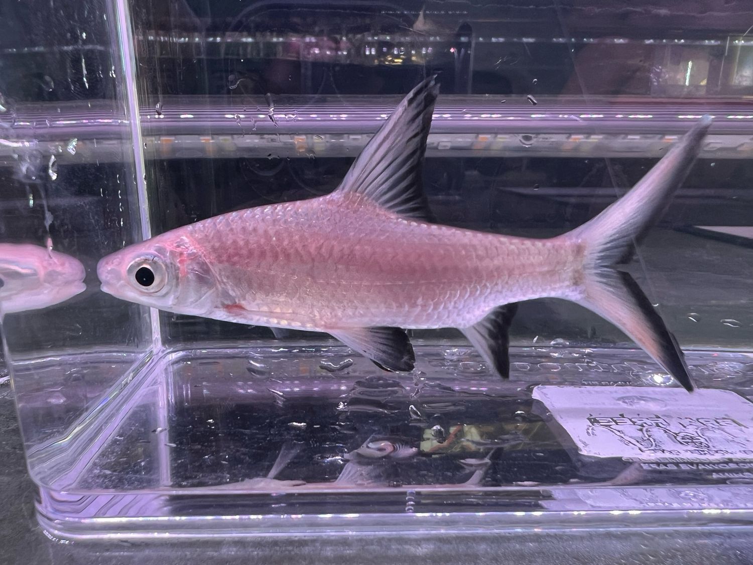 Bala Shark