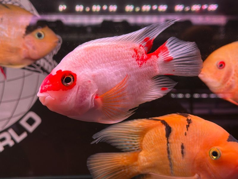 Kohaku Parrot (Red &amp; White )