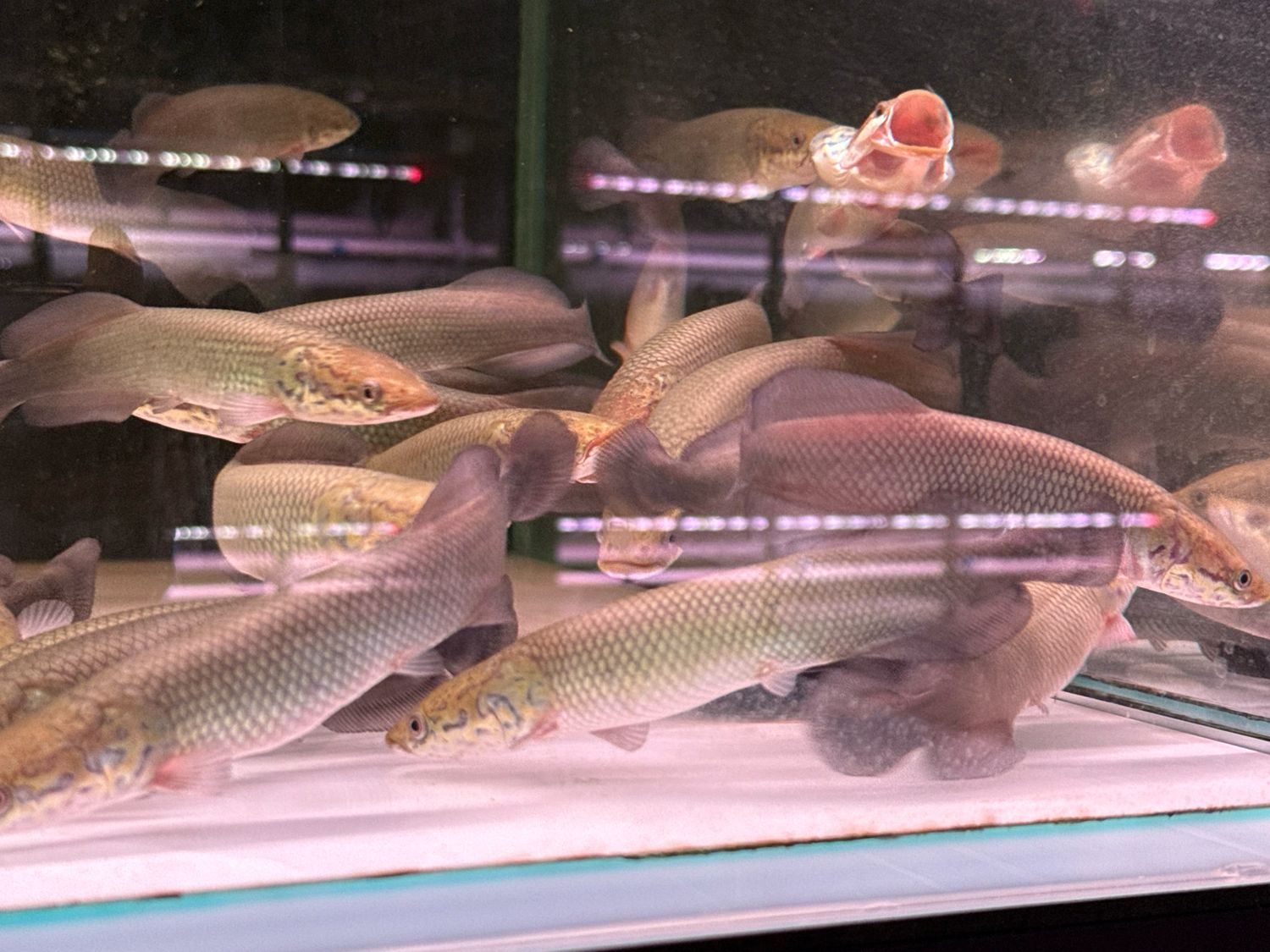 トップブリッジ ARAPAIMA 3B Arapaima Gigas