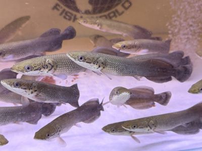トップブリッジ ARAPAIMA 3B Arapaima Gigas