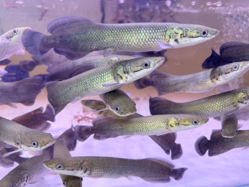 Arapaima Gigas