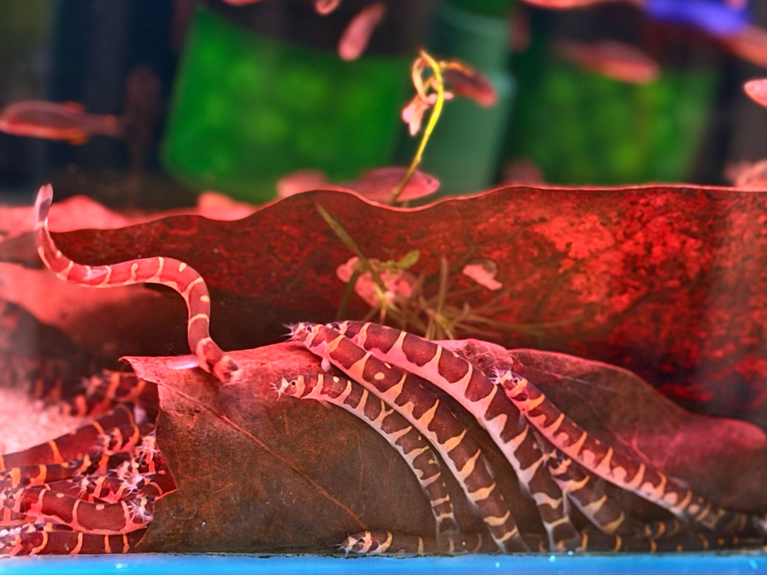Santura Kuhli Loach