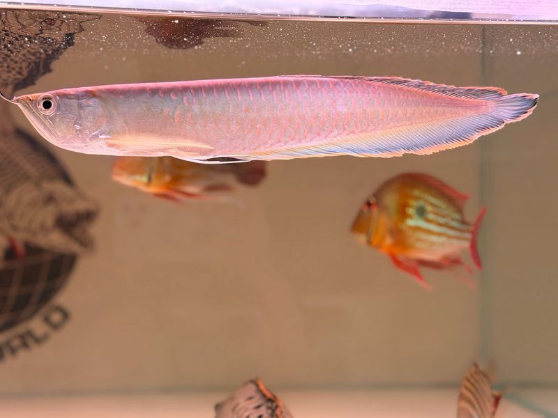 Black Silver Arowana