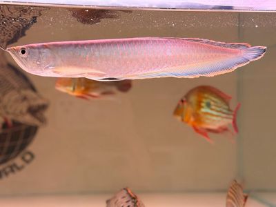 Black Silver Arowana