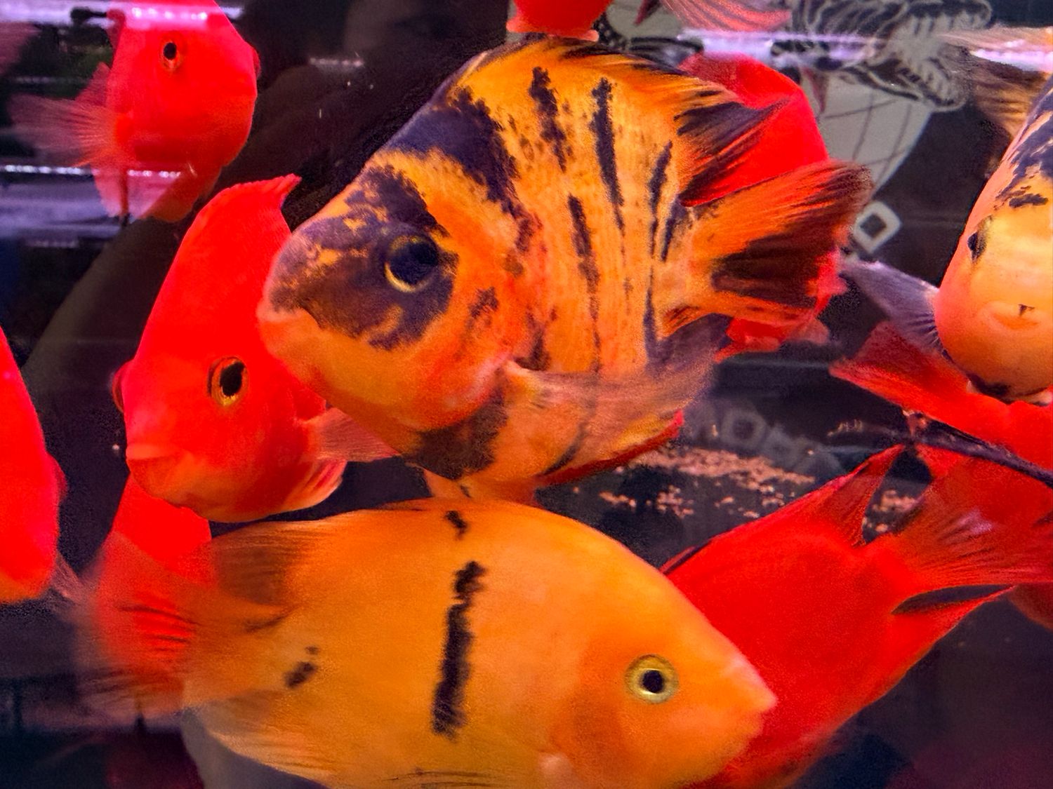 Yellow Tiger Parrot