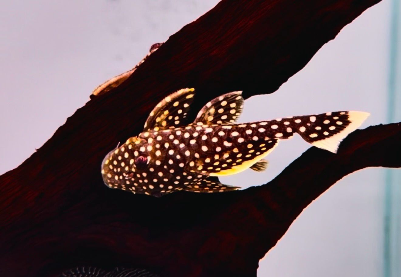 L018 Gold Nugget Pleco