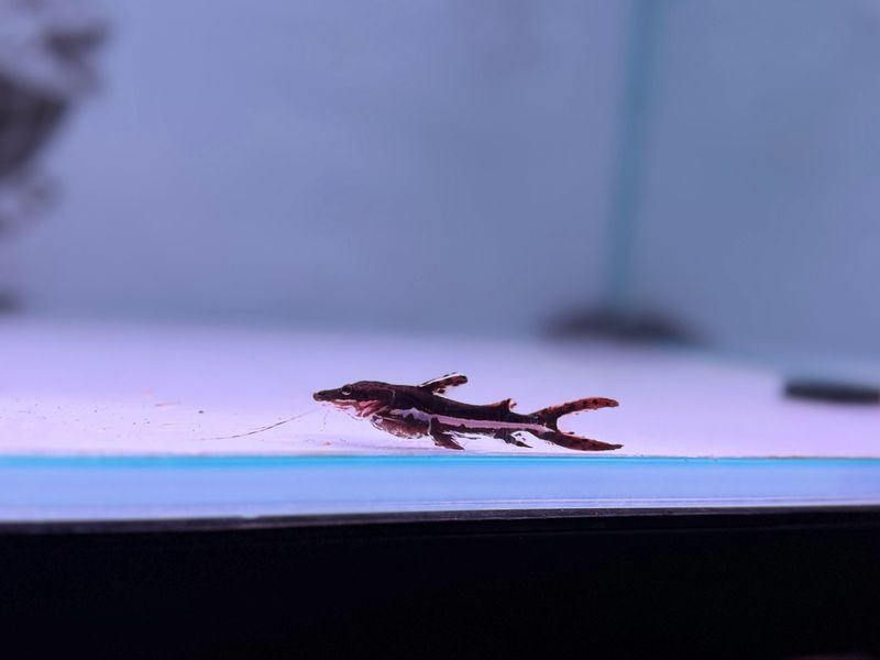 Tiger shovelnose Catfish
