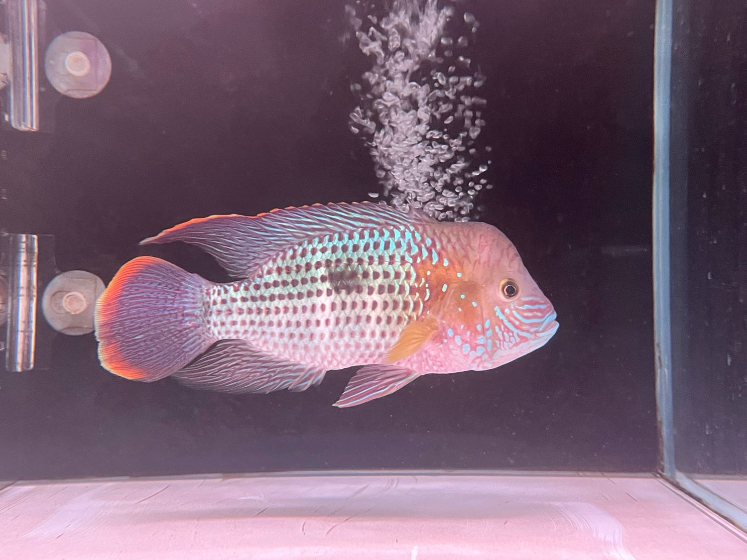 Hump head Green Terrot