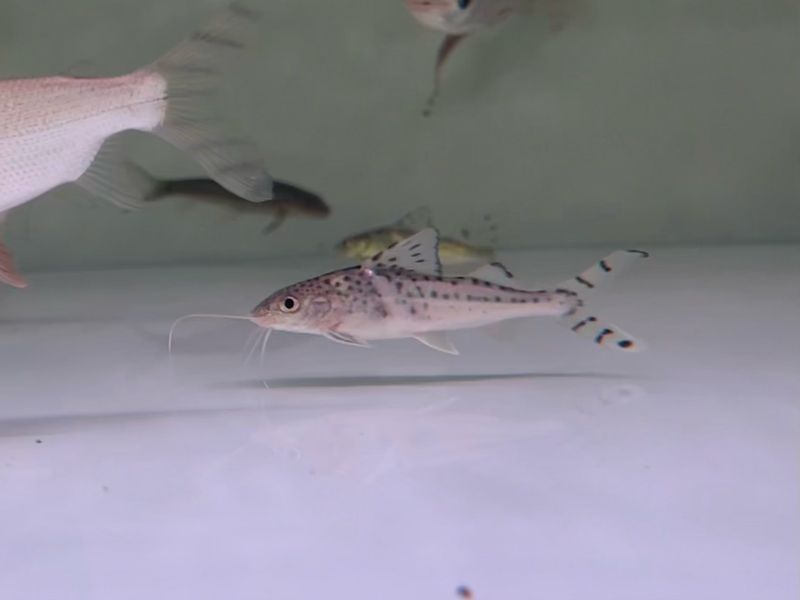 Spotted Pictus Catfish