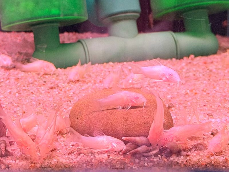 Albino Cory