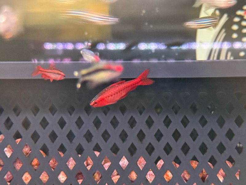 Cherry Barb