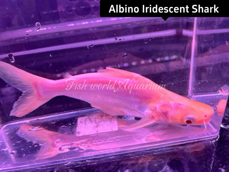 Albino Iridescent Shark