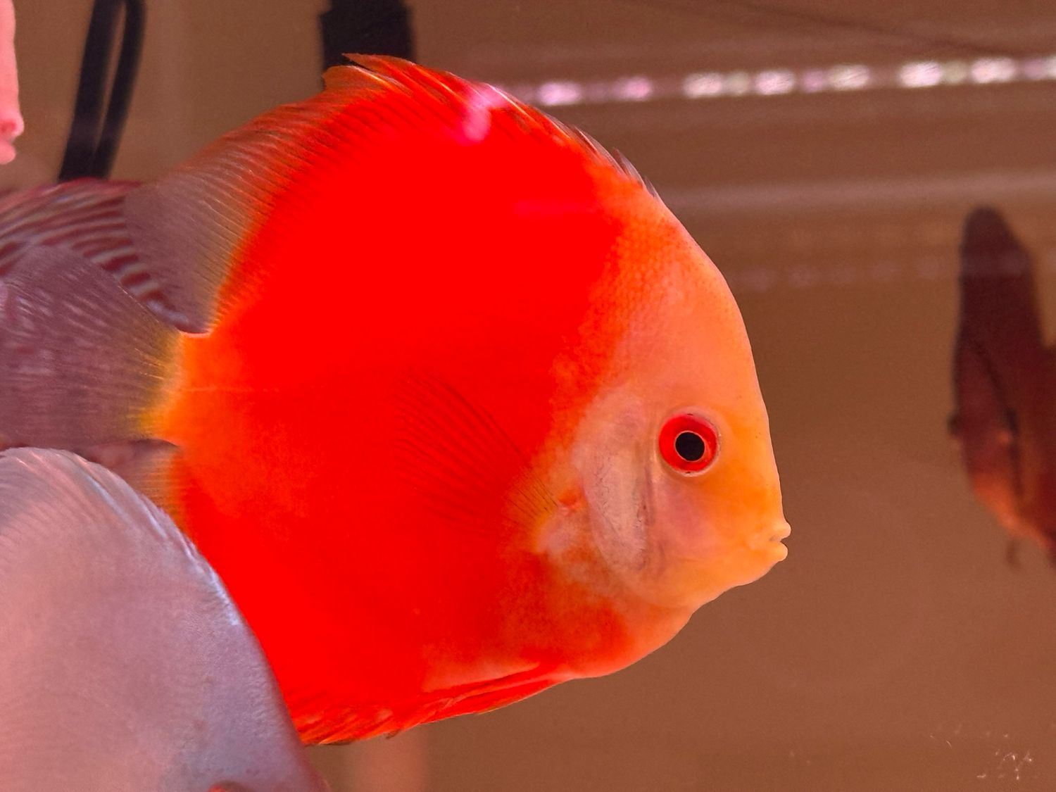 Fuji Apple Discus