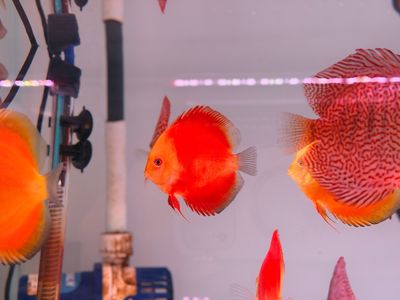 Fuji Apple Discus