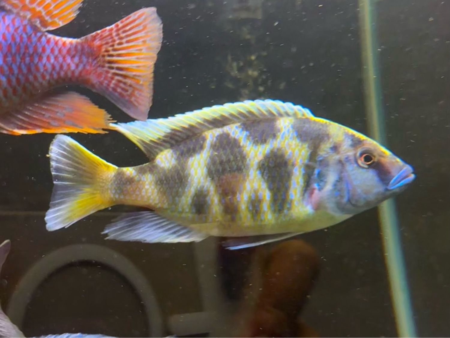 Giraffe Cichlid