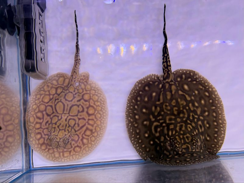 Pearl / Hybrid Freshwater Stingray