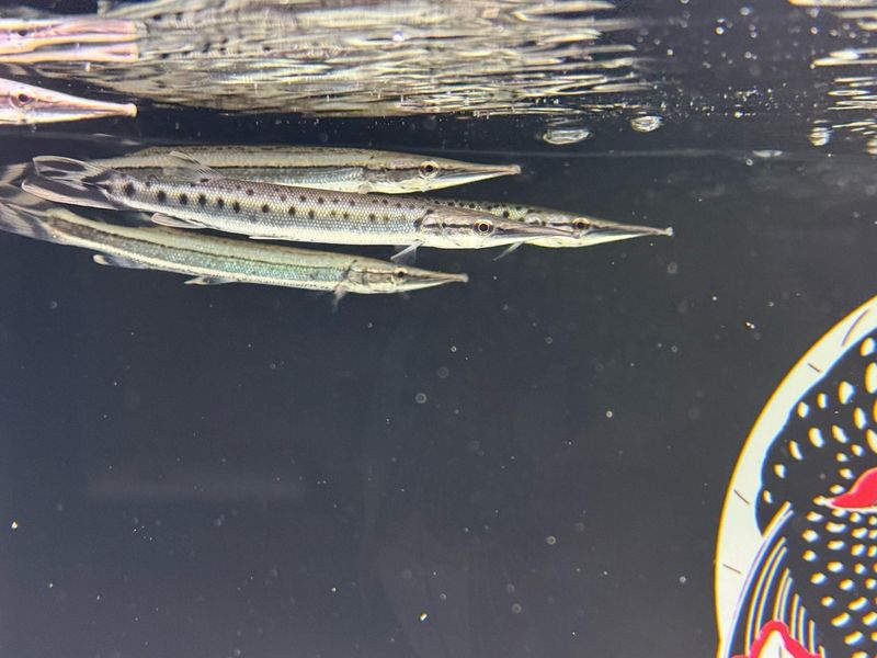 Spotted Marble Amazon Gar