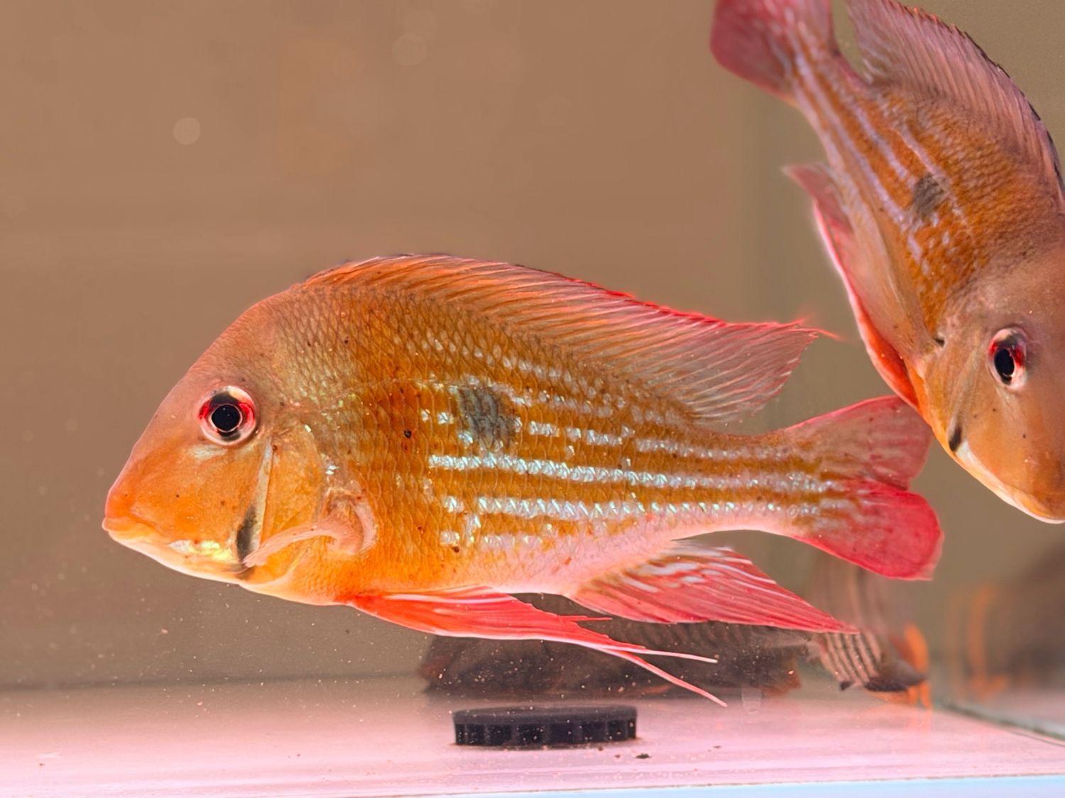 Winemillerii Geophagus