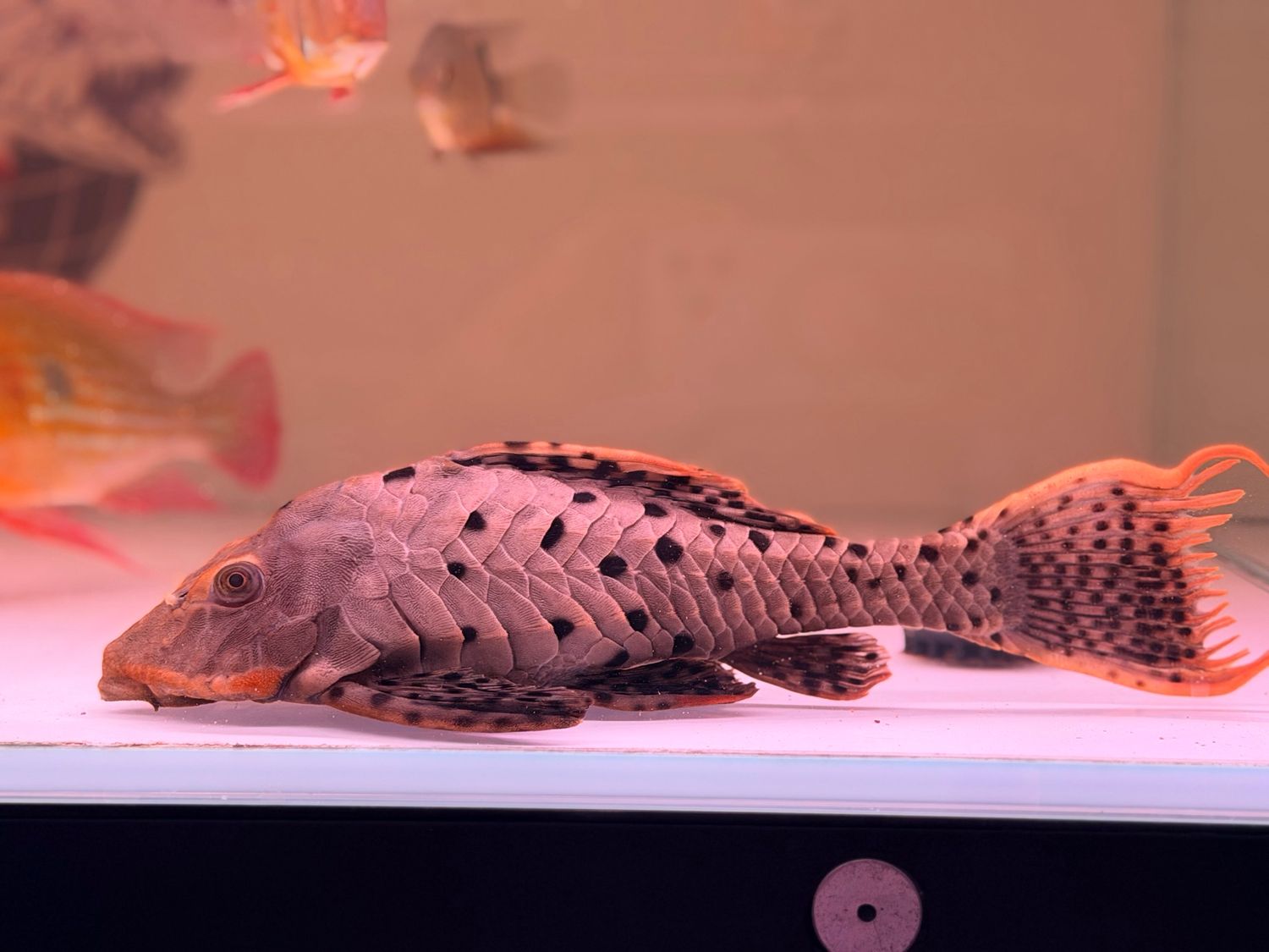 L095 Orange Cheek Pinecone Pleco