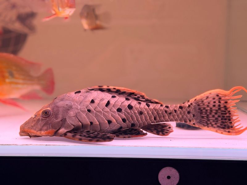 L095 Orange Cheek Pinecone Pleco