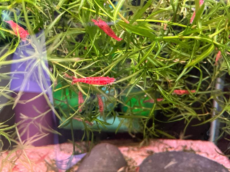 Fire Red Cherry Shrimp