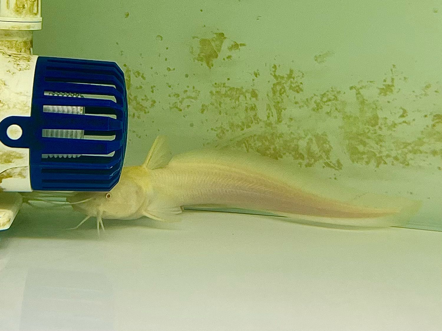 Albino Plotosus Canius