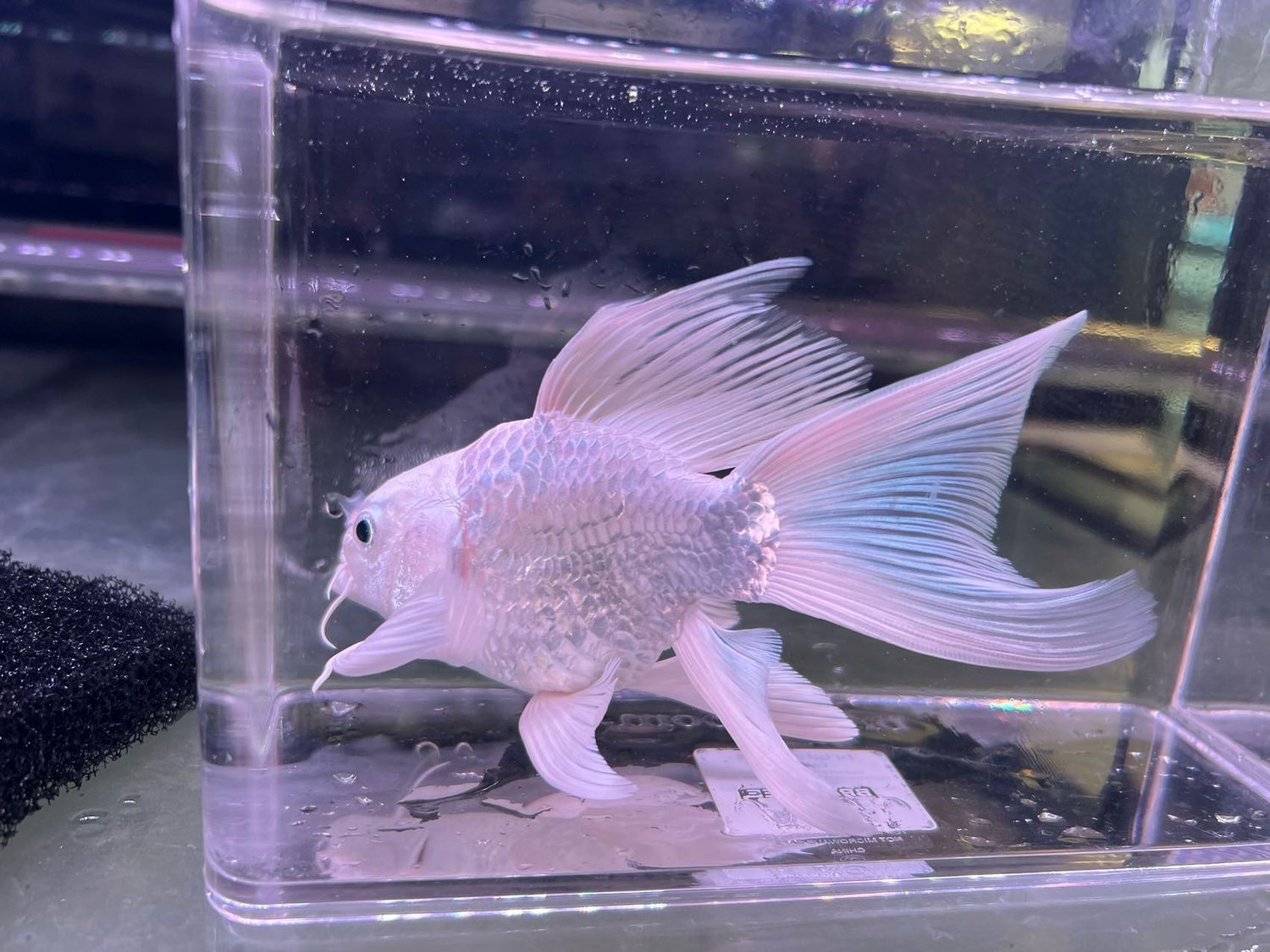 Platinum Shortbody Butterfly Koi (A Grade)