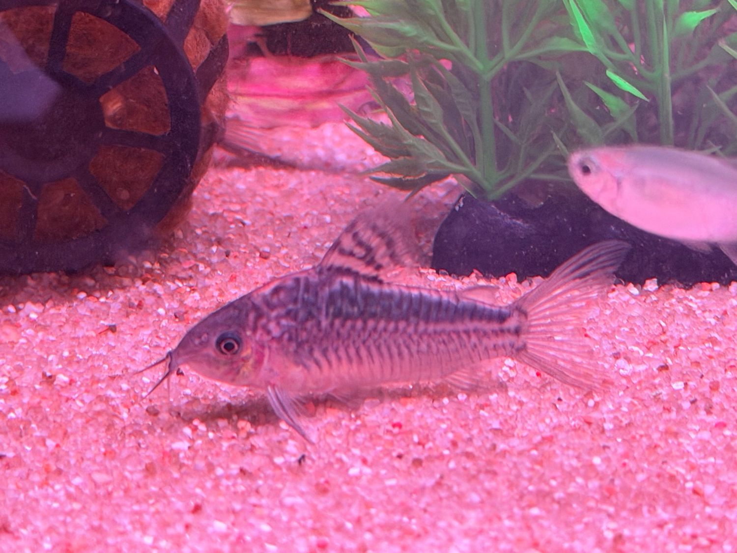 Elegant Corydora