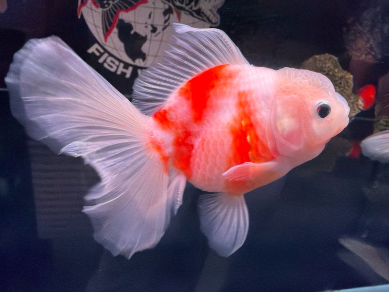 "General" Thai Oranda Goldfish Grade AAA